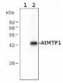 MTP1 | vacuolar Zn2+/H+ antiporter